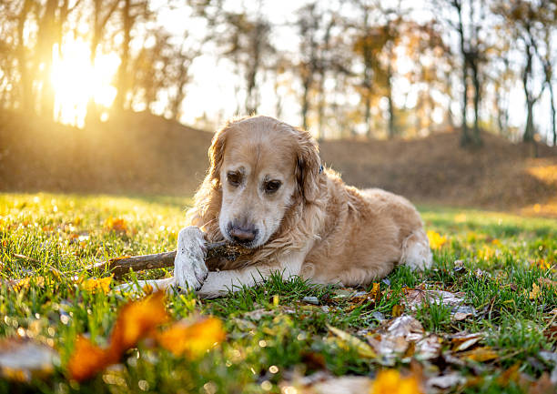 istock Golden Retriever Dog Chews Stick 2251700658