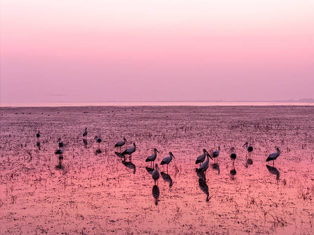 istock Sunrise and Snow Geese 2251701540