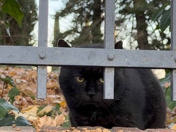 portrait of a black cat