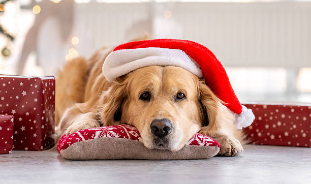 istock Golden Retriever Wearing Santa Hat 2251702939