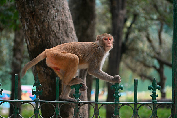 A rhesus macaque carefully walking along a metal fence with trees and greenery in the background, captured in a natural forest environment. The image highlights wildlife behavior, balance, and adaptability of primates in semi-natural surroundings, reflecting themes of wildlife, nature, and animal observation at Sattal, Uttarakhand, India.