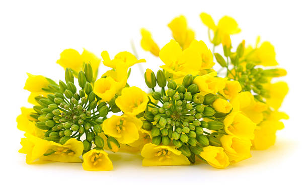 istock Yellow rapeseed flowers isolated on white background 2251714157
