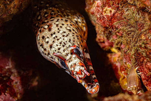 Dragon or Leopard Moray Eel Enchelycore pardalis occurs in the tropial Indo-Pacific from Reunion to the Hawaiian, Line and Society islands, north to southern Japan and southern Korea, south to New Caledonia in a depth range from 5 to 60m, max. length 92cm. The species is very rarely observed in the Society Islands archipelago but more frequently at the foot of the Marquesan cliffs. It is a critical species confined to rocky coastal areas. The posterior nostrils are enlarged and often mistaken for horns. When disturbed, Dragon Moray quickly adopts a threatening posture with its dorsal fin raised and jaws wide open. The species is generally encountered solitary, occasionally in pairs. Today, this moray eel is still used in traditional Marquesan medicine (after cooking), particularly in the treatment of certain skin conditions. Nuku Hiva, Marquesas, French Polynesia 8°56'15.57 S 140°5'43.038 W at 16m depth