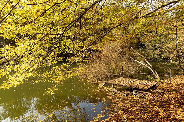 Captured on a bright sunny afternoon, the image shows a small wooden pier with metal fence extending into calm water of third lake in park Maksimir in Croatia, surrounded by golden leaves and trees. The water reflects the fall foliage, enhancing the peaceful setting