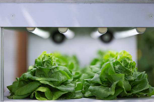 istock Fresh green lettuce grows under LED lighting in an indoor farming system, showcasing modern agriculture technology. A clean, controlled environment that represents sustainable food production, innovation, and smart farming. 2251716778