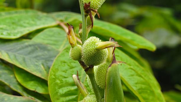 istock Green Seed of Canna Indica. 2251721880