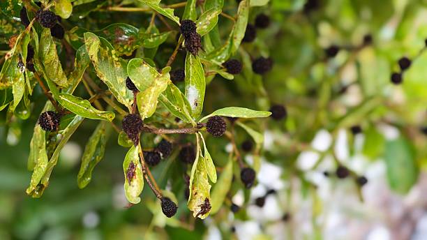 istock Mitragyna diversifolia flowers and green leaves. 2251722037