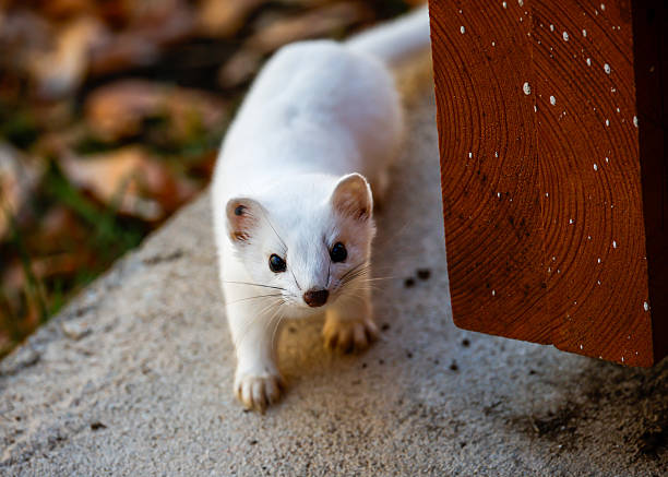 Mustelid weasel Colorado Mammal Predator Cute