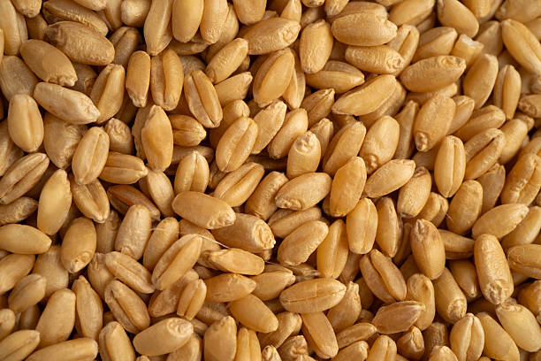 istock Wheat and grains ears agricultural, organic farm concept. 2251722721
