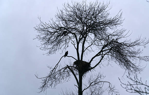 Bald eagles' large nest