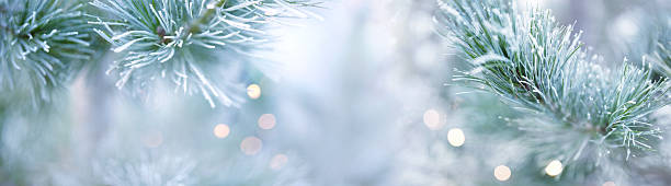 istock Pine branches in winter with hoarfrost 2251724617