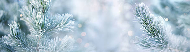 istock Pine branches in winter with hoarfrost 2251724619