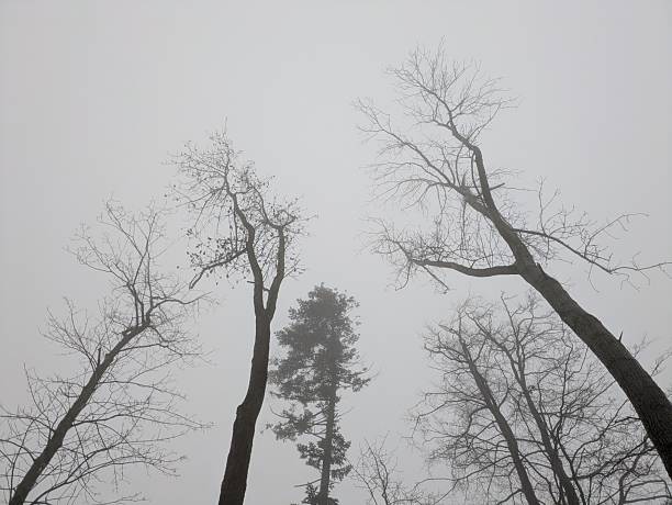 Trees rising from below into the sky in gray November