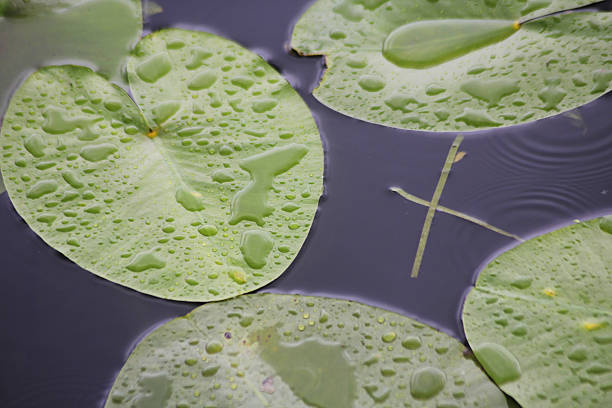 Lily pads in the water