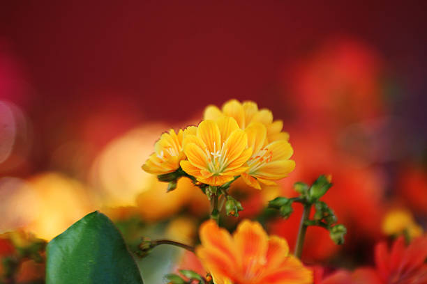 Yellow browlesia flowers