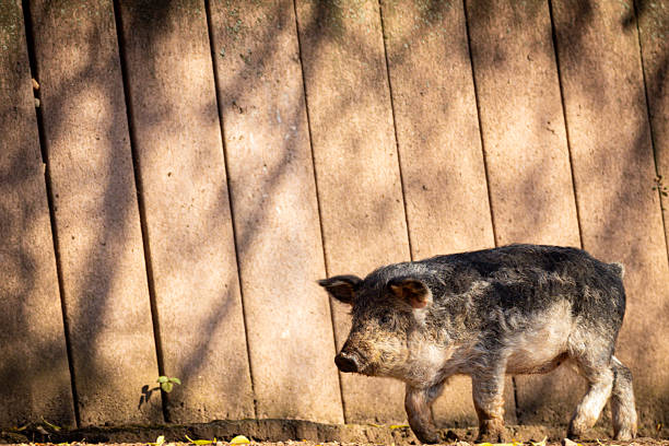 Close up Wild boar at the water's edge