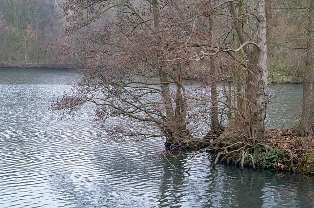 Bare trees and visible roots bordering a tranquil lake with subtle ripples