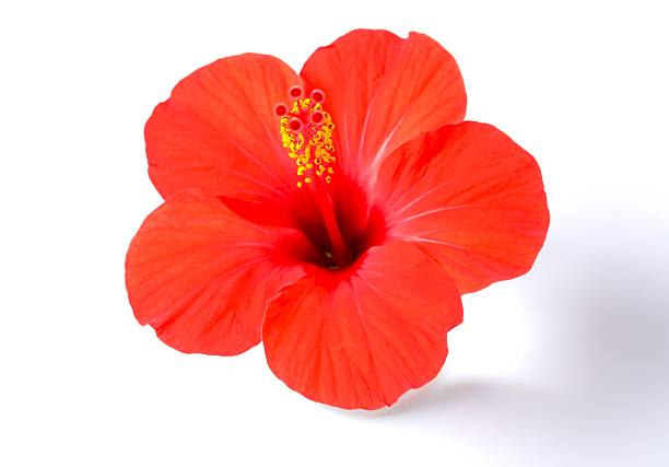 istock Hibiscus red flower on white background 2251728731