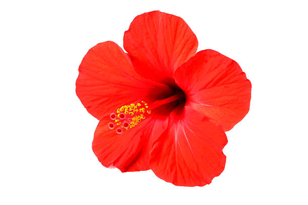 istock Hibiscus red flower on white background 2251728741