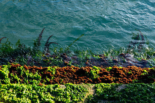 Vibrant green seaweed and rusty algae along rocky shoreline