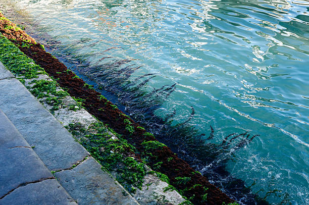Stair on an old pier with green seaweed at low tide