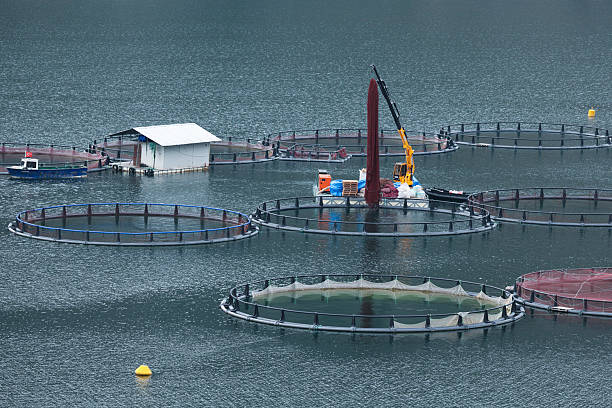 istock Freshwater fish ponds in a dam, fish farming 2251730856