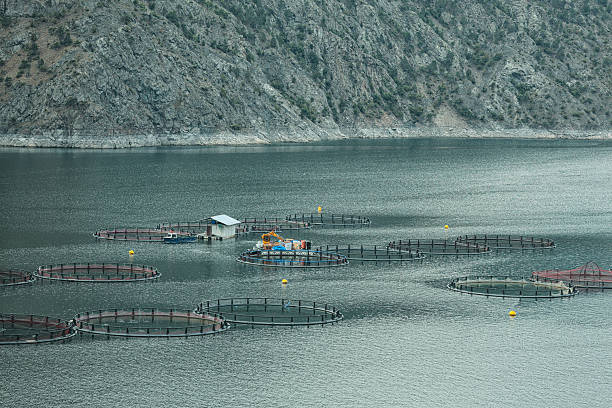 istock Freshwater fish ponds in a dam, fish farming 2251731392