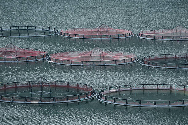 istock Freshwater fish ponds in a dam, fish farming 2251731436