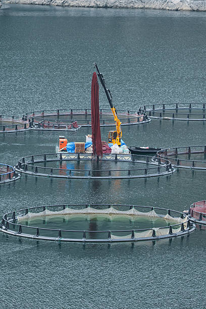 istock Freshwater fish ponds in a dam, fish farming 2251731448