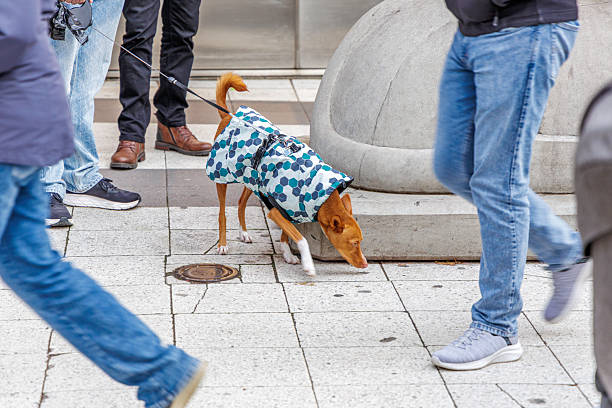 istock Cute Dog with a Blue Coat Sniffing While Walking on a City Sidewalk 2251731743