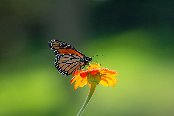 Butterfly- Monarch-Howard County, Indiana