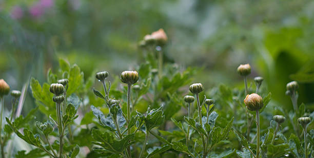 istock Raindrops on a yellow bell flower bud 2251734994