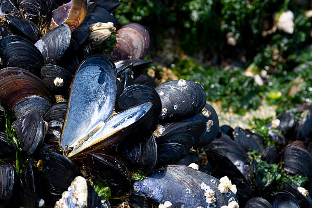 istock Large Black Mussels Close Up 2251735612