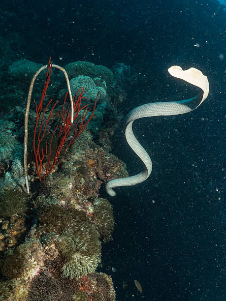 istock Olive sea snake Aipysurus laevis 2251738423