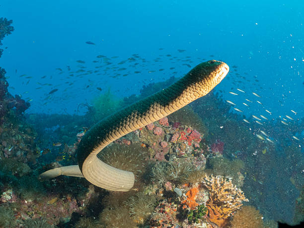 istock Olive sea snake Aipysurus laevis 2251738431