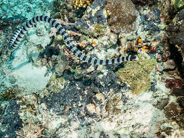 istock Banded Sea Krait Banded Sea Snake 2251740080