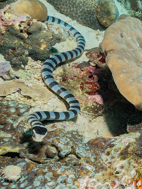 istock Banded Sea Krait Banded Sea Snake 2251740081