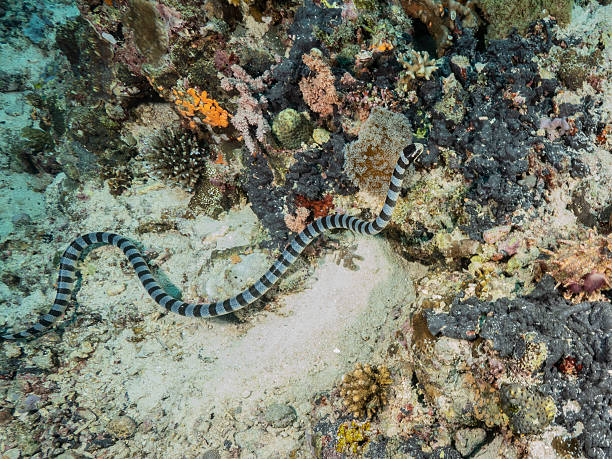 istock Banded Sea Krait Banded Sea Snake 2251740085