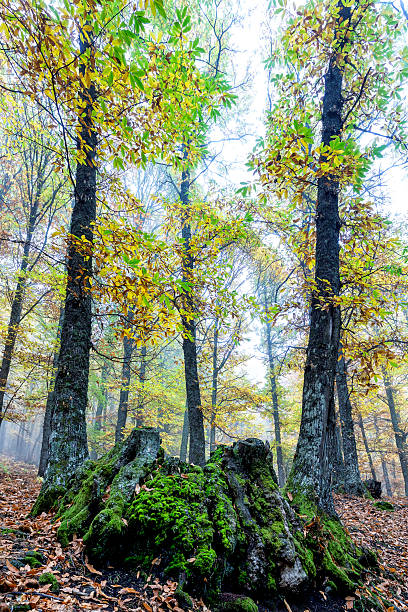 istock Moss in the chestnut grove 2251743012