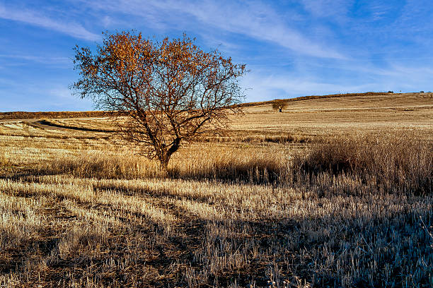 istock Almond trees in the stubble 2251743263