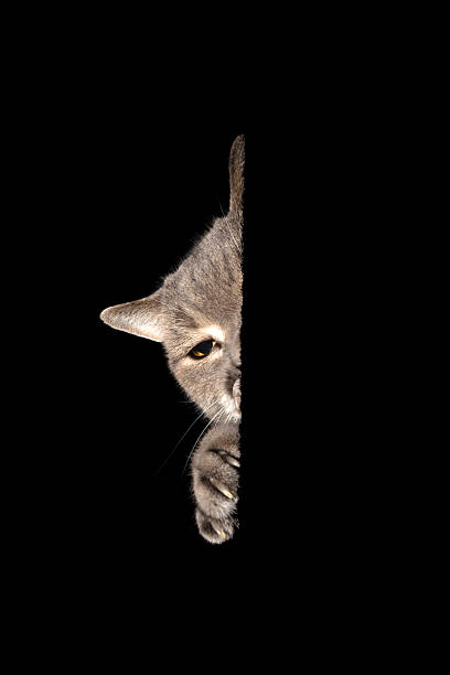 A curious gray cat peeks out from darkness against a black background. Minimalist composition with strong contrast, copy space, and dramatic lighting. Ideal for concepts such as curiosity, mystery, secrecy, surprise, stealth, and animal behavior.