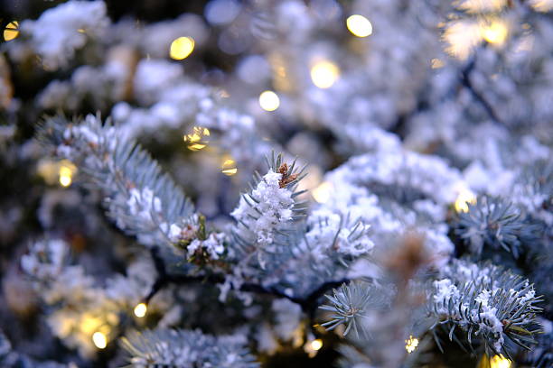 Christmas and New Year scene with blue spruce branches covered in snow glowing lights