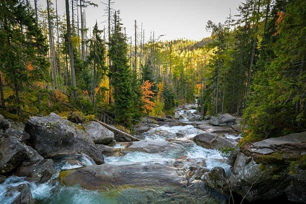 istock Studeny Potok stream in High Tatras 2251746363