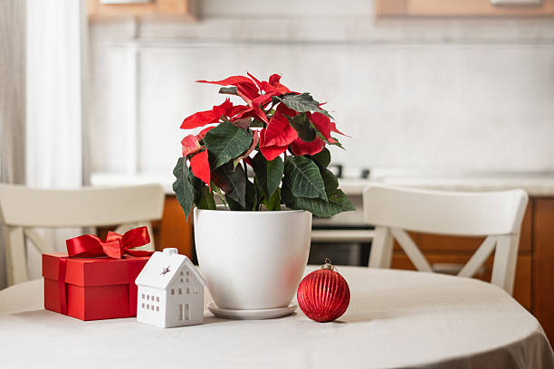istock Poinsettia as creative Christmas tree alternative at home 2251746908