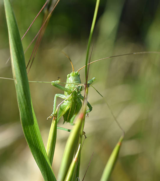 istock A green bush-cricket 2251747911