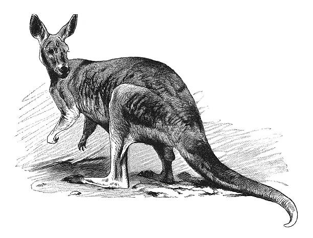 The Macropus giganteus eastern grey kangaroo in standing posture with muscular tail and hind legs, showing Australian marsupial anatomy and iconic wildlife representation for zoological documentation, old vintage illustration, 1899