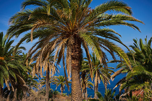 Canary Island date palm trees with green and dried fronds overlooking blue Atlantic Ocean waters on Anaga coast Tenerife