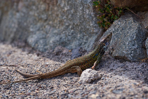 istock Canarian lizard with two tails on volcanic rock 2251751248