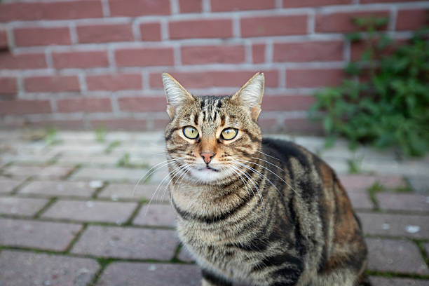 Stray cat in Istanbul streets.