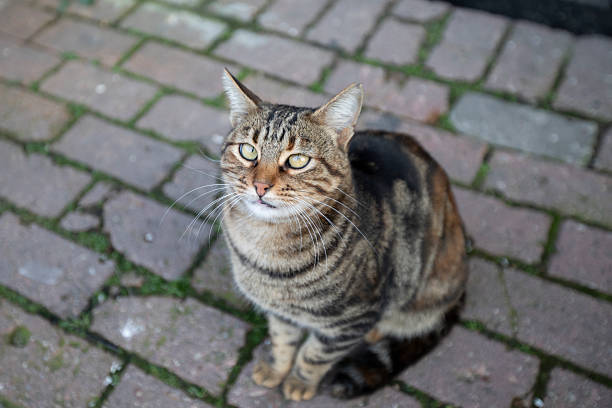 Stray cat in Istanbul streets.
